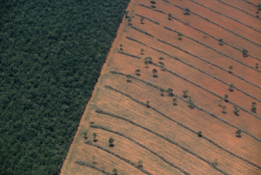 Desmatamento da Amazônia no norte do Mato Grosso cedendo espaço para a agricultura