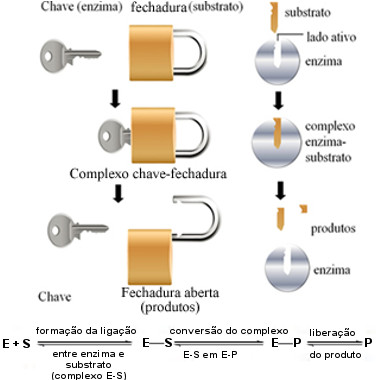 Esquema de funcionamento das enzimas baseado no modelo chave-fechadura