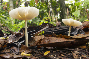 Os fungos, diferentemente do que muitos pensam, são, na realidade, seres heterotróficos