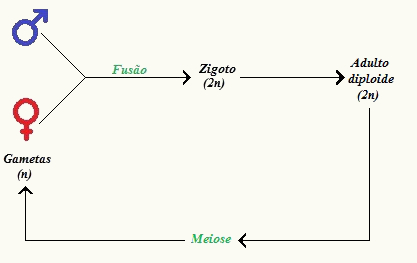Observe as etapas do ciclo haplobionte diplonte