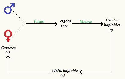 Observe as etapas do ciclo haplobionte haplonte