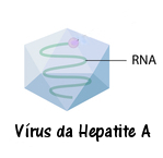 Observe o esquema do vírus da hepatite A, o VHA