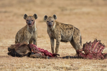 As hienas alimentam-se dos restos deixados pelos leões