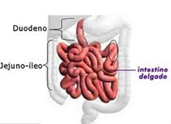 O intestino delgado é composto pelo duodeno, jejuno e íleo