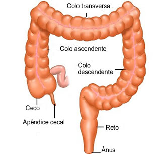 No intestino grosso ocorre o final da digestão com a formação das fezes