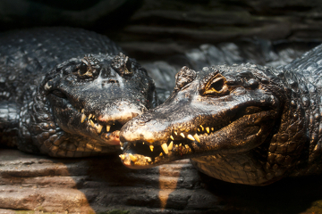 Os jacarés normalmente são menores que os crocodilos