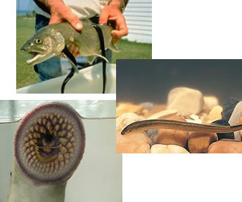 As lampreias podem atingir mais de 1 metro de comprimento