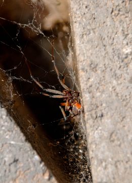 As aranhas do gênero Latrodectus são conhecidas pelo nome popular de “viúvas-negras” 