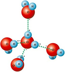 Por serem polares, ocorrem ligações de hidrogênio entre as moléculas de água. 