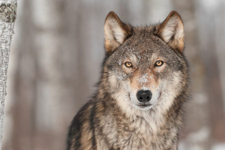 O lobo-cinzento foi um dos mamíferos mais amplamente distribuídos no mundo