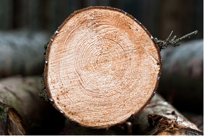 A madeira contém celulose em sua composição