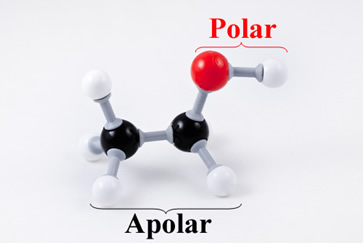 Polaridade de molécula de etanol