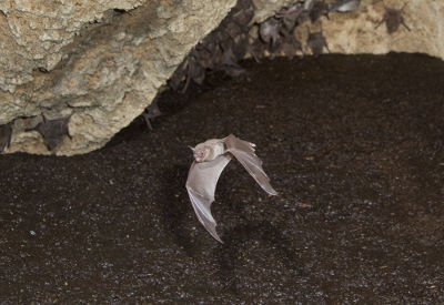 Os morcegos podem locomover-se e caçar à noite graças à produção de ondas sonoras