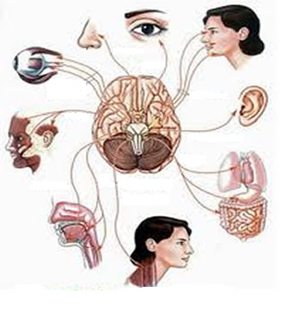 Representação esquemática dos órgãos nervados pelos 12 pares de nervos cranianos
