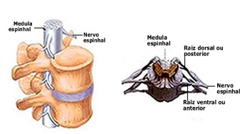 Cada nervo raquidiano se liga à medula por dois conjuntos de fibras nervosas: a raiz dorsal e a raiz ventral