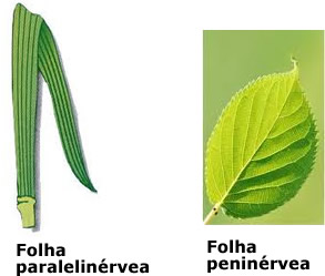À esquerda, folha com nervuras paralelas; à direita, folhas com nervuras reticuladas