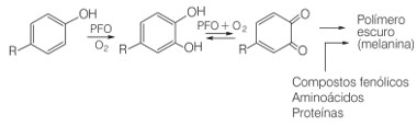 Reação de oxidação de compostos fenólicos na presença da enzima polifenol oxidase e de oxigênio