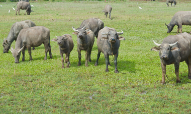 Criação de búfalos em sistema de pecuária extensiva