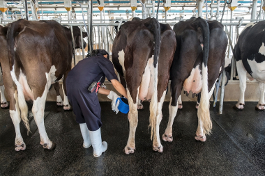 Na pecuária intensiva, a produção conta com uma maior modernização e confinamento