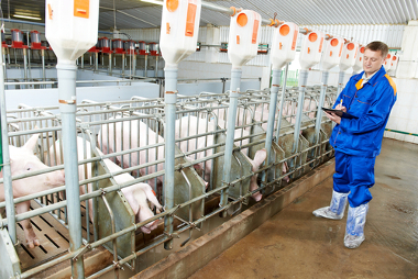 Criação de porcos com regulamentação tecnológica, uma tendência atual da pecuária