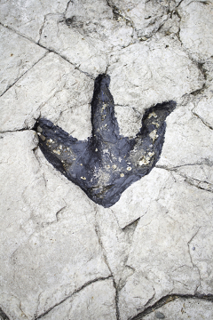 As pegadas fossilizadas são vestígios da existência de algum ser vivo
