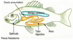 Observe na figura algumas estruturas encontradas no peixe fisóstomo