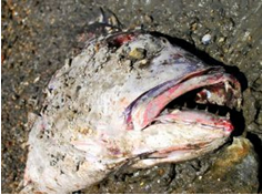 Peixe morto por contaminação de mercúrio