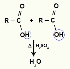 Equação representando a produção da água entre dois ácidos carboxílicos