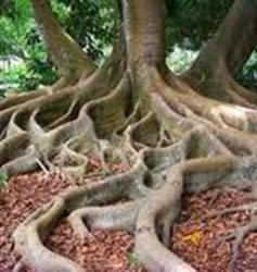 A raiz tabular proporciona uma maior fixação à árvore