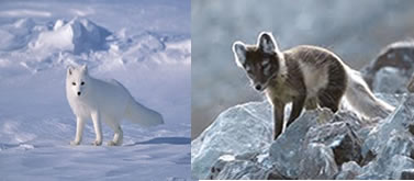 Figura mostrando a raposa com seu pelo branco na época do inverno, e com seu pelo escuro na época do verão.