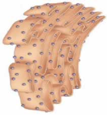 O retículo endoplasmático rugoso possui ribossomos aderidos às suas membranas