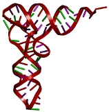 O RNA transportador atua transportando aminoácidos