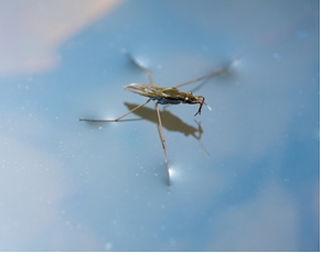 A tensão superficial da água permite que mosquidos andem sobre ela