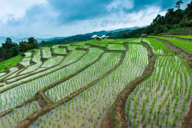 Exemplo de terraceamento de drenagem em campos agrícolas na Tailândia *