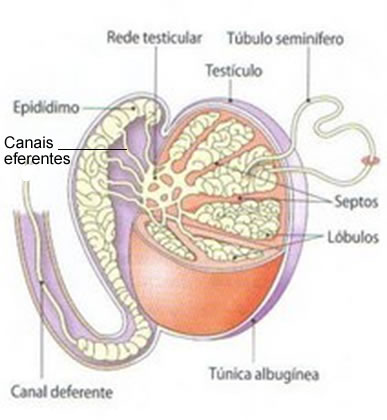 Nos testículos ocorre a formação dos espermatozoides