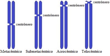 Observe os quatro tipos de cromossomos e a localização dos centrômeros