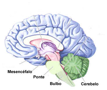 O tronco encefálico é composto pelo mesencéfalo, ponte e bulbo raquidiano