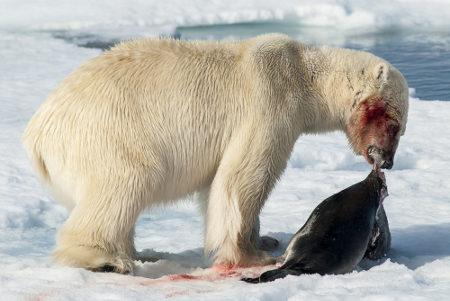 O urso-polar alimenta-se principalmente de focas