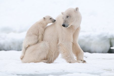 O urso-polar dá à luz os filhotes em tocas