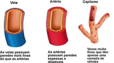Diferenças entre veias, artérias e capilares sanguíneos