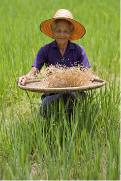 Mulher separando arroz por meio de ventilação 
