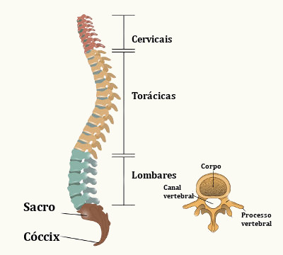 Observe as vértebras que formam a coluna vertebral